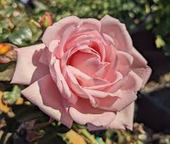 New Dawn Rose