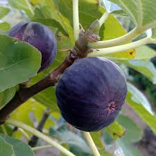 LSU Scott’s Black Fig Tree