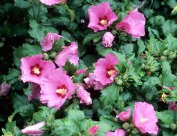 Aphrodite Althea(Rose of Sharon)