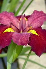 Ann Chowning Iris