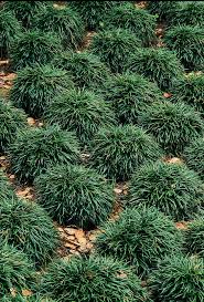 Dwarf Mondo Grass