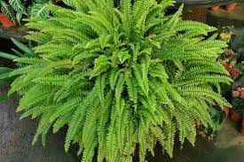 Boston Fern