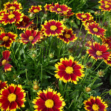 Red UpTick Coreopsis