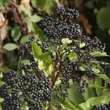 Ranch Elderberry