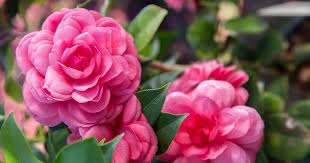 Early Wonder Camellia japonica