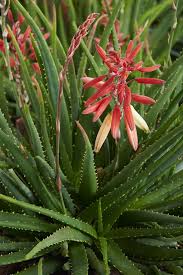 Safari Sunrise Aloe