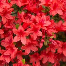 Midnight Flare Azalea