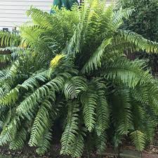 Macho Fern