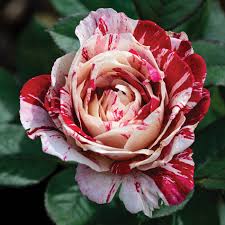 Scentimental Rose