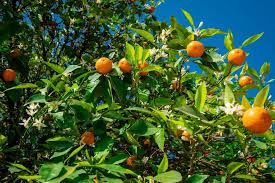 Clementine Mandarin Tree