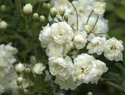 White Lady Banks Rose