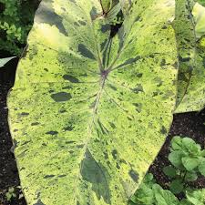 Mojito Elephant’s Ear