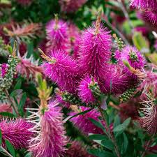 Jeffers Bottle Brush
