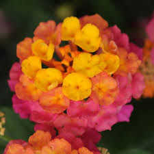 Lucky Sunrise Rose Lantana