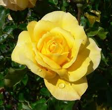 Gold Glow Rose