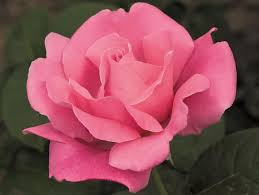 Perfume Delight Rose