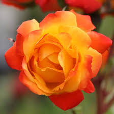 Piñata Climbing Rose