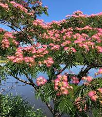 Mimosa Tree