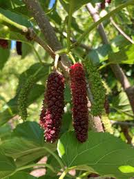 Pakistan Mulberry
