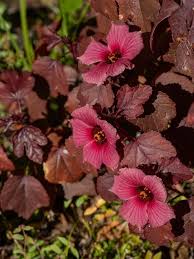 Red Leaf Hibiscus