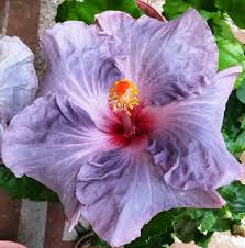 Blue By You Cajun Hibiscus