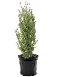 Brodie Juniper Tree