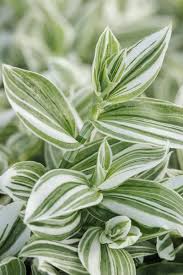 White & Green Wandering Jew