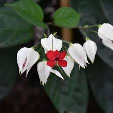 White Bleeding Heart Hanging Basket