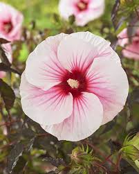 Carousel 'Pink Candy' Hardy Hibiscus