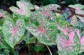 Pink Beauty Caladium