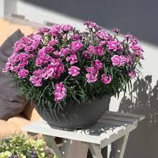 Dianthus Capitan Magnifica