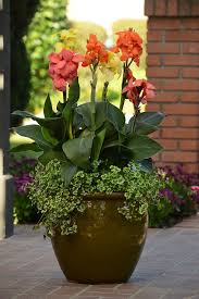 Cannova Mango Canna Lilly