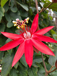 Red Passion Vine