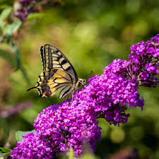 Royal Razz Butterfly Bush