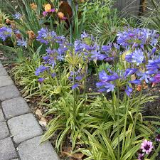 Neverland Lily of the Nile Agapanthus