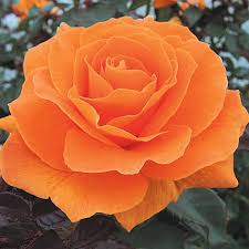 Vavoom Rose