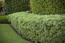 Variegated Pittosporum