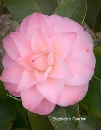Stevens Garden Camellia
