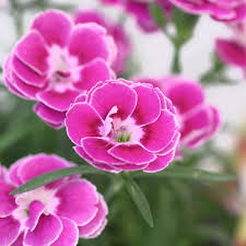 Dianthus Capitan Magnifica