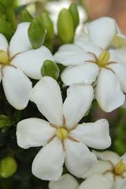 Scent Amazing Gardenia