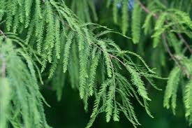 Bald Cypress Tree