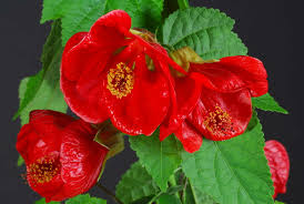 Abutilon Flowering Maple - Lucky Lantern