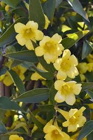 Carolina Jessamine