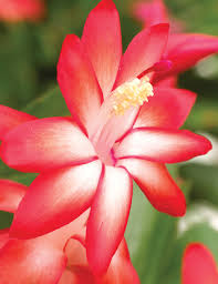 Caribbean Dancer Christmas Cactus
