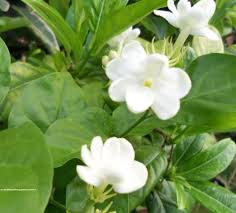 Maid of New Orleans Jasmine