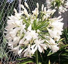 Getty White Agapanthus