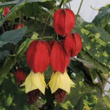 Abutlion Chinese Lantern Flowering Maple - Variegated