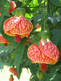 Abutlion Flowering Maple - Chinese Lantern