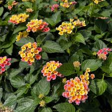 Bandana Peach Lantana