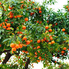 Hamlin Orange (La Sweet)
